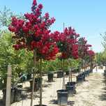 Liliac indian rosu