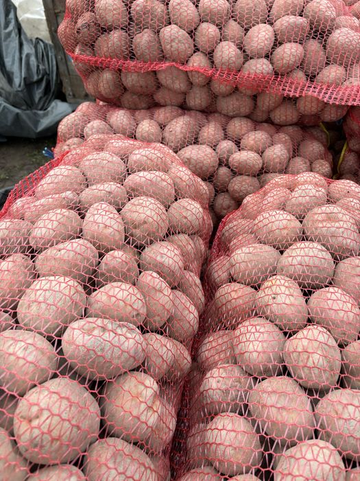 Cartofi Consum Rosu Bellaroza