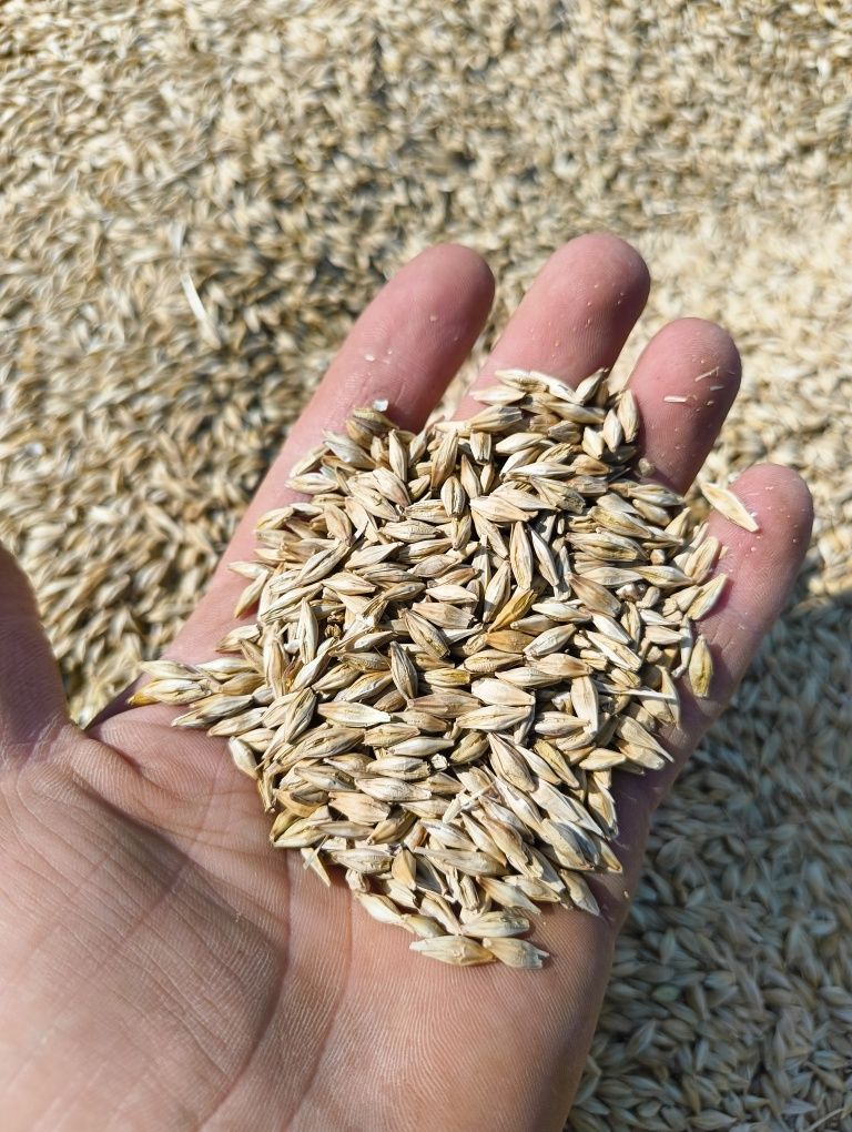 Orz productie 2025 - 1 leu/kg