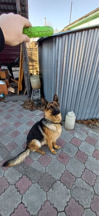 Немец с доками ищет подругу