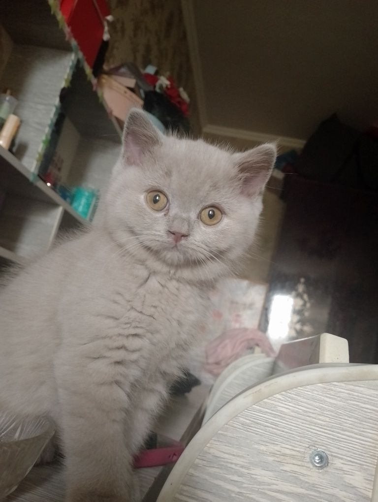 Продаю котят шотландская