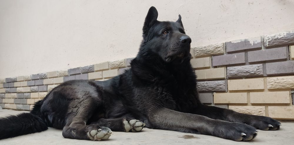 Вяжу кобеля Восточной-Европейской овчарки.