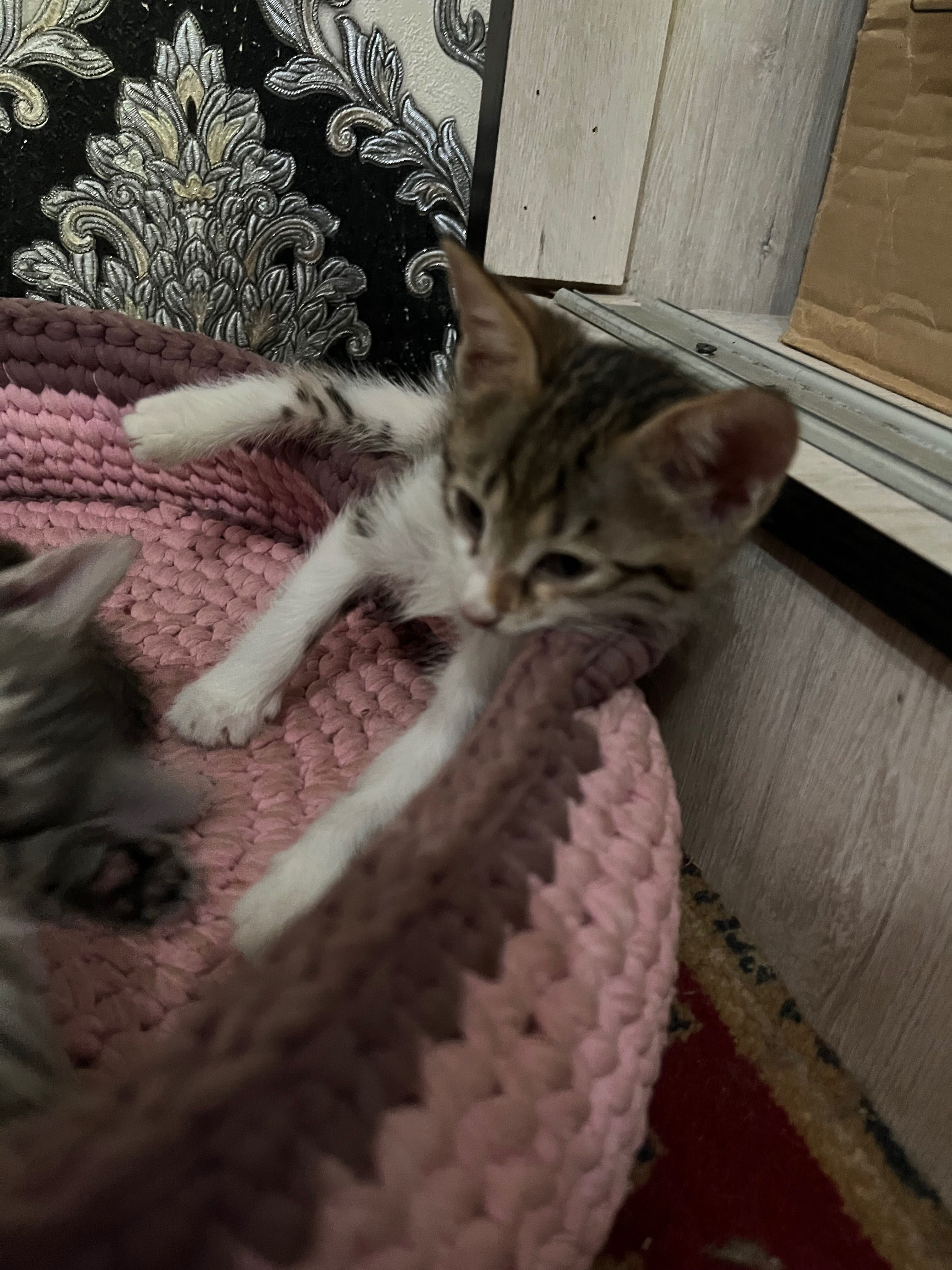 Отдам котенка-ласковую девочку