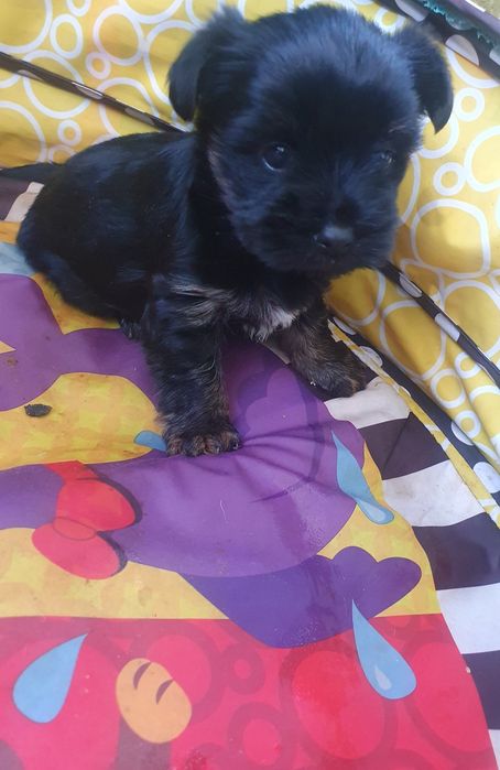 Малки йоркита  1женско  и 1 мъжко