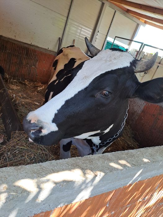 Vaca de vânzare.