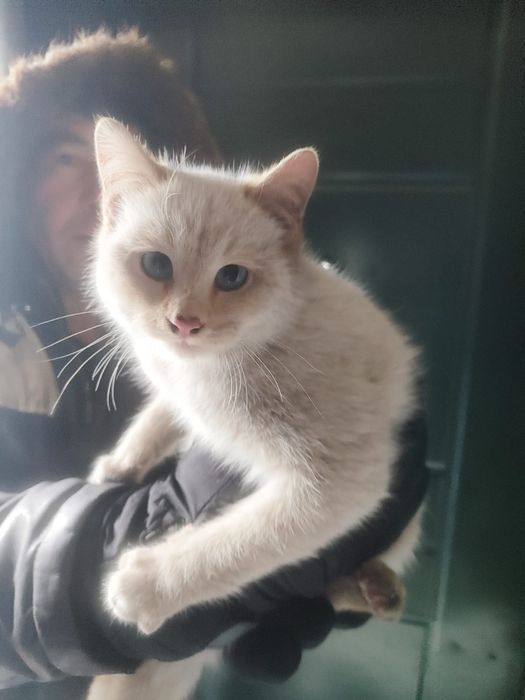 Отдам даром кошек