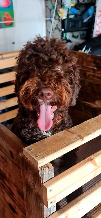 Лагото Романьоло - The Best breed ever