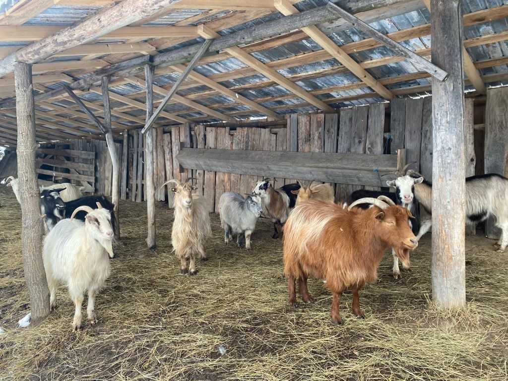 Capre de vanzare gestante