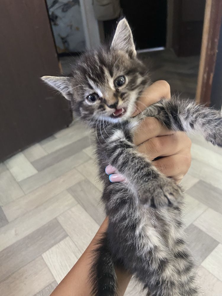 отдам котенка девочку