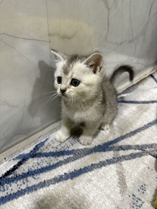 Zalataya shishila 2 oyli  6 tedi  3 ta qoldi