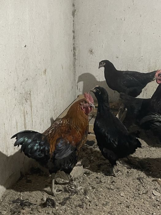 Xorozlar sotiladi yangi chiqan