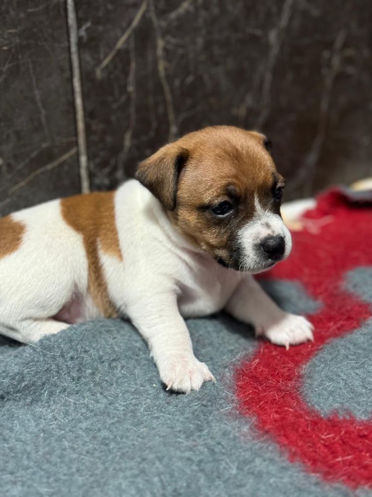 Jack Russell Terrier