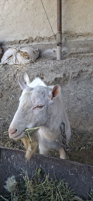 Бухорода такка хизмати