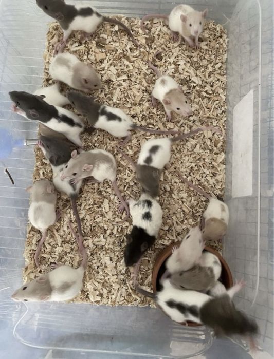 Vand sobolani dumbo de companie