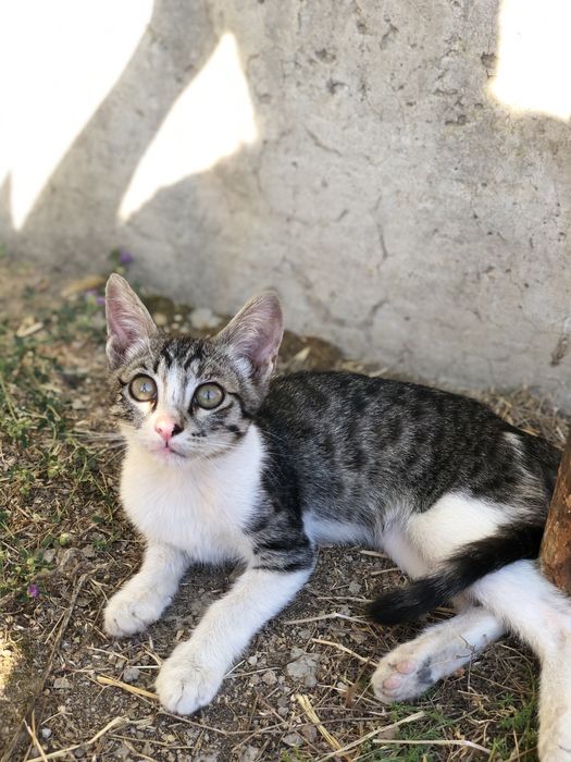 Котята в хорошие руки