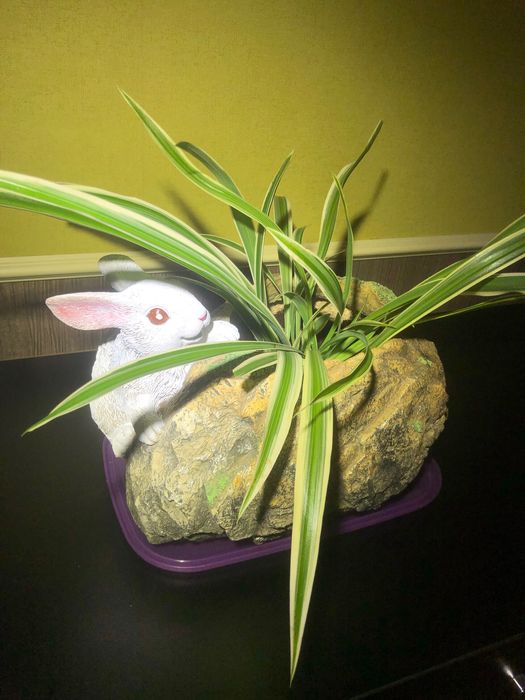 Хлорофитум в ретрогоршочке