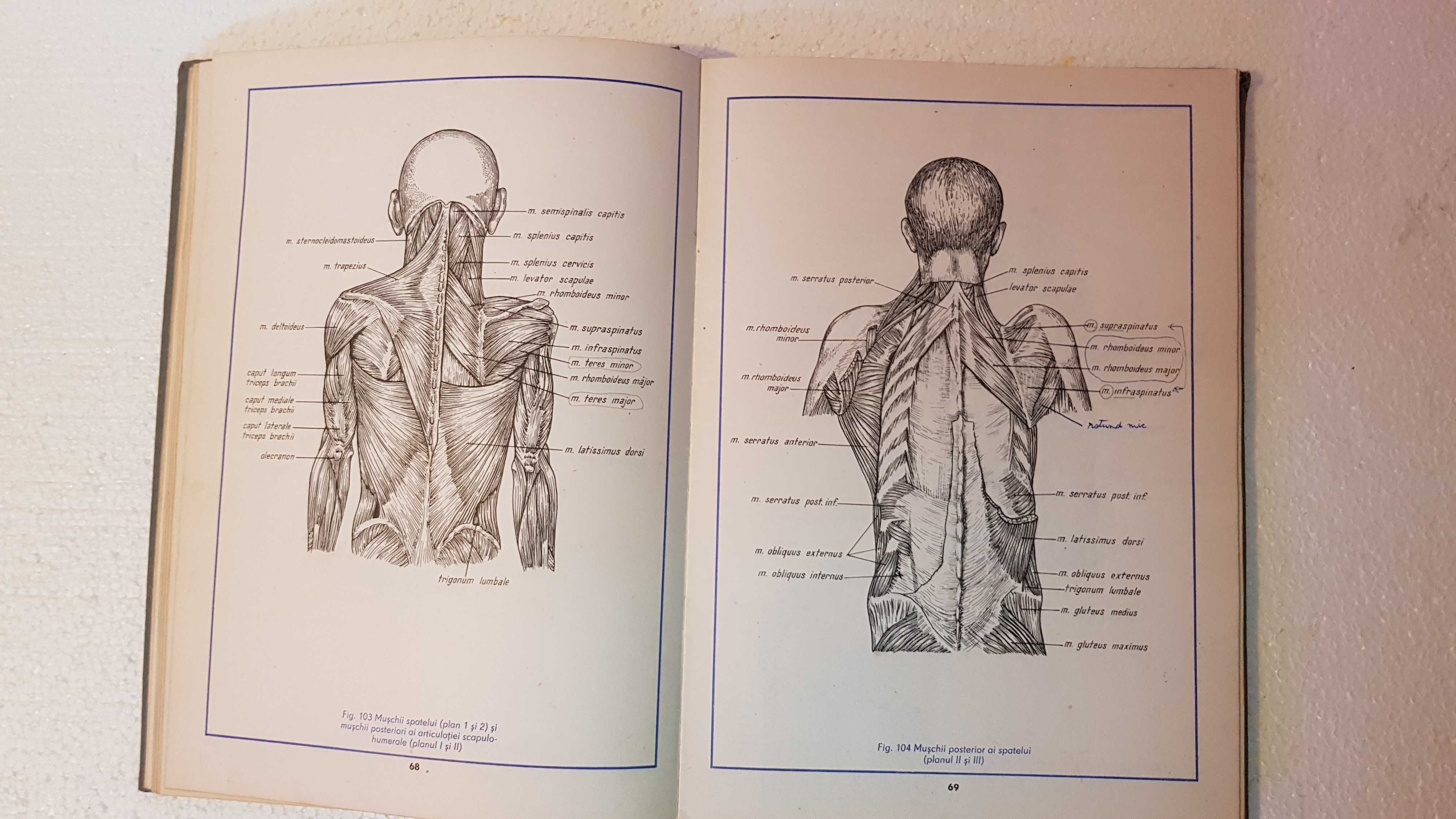 Atlas de anatomie umana -Ifrim vol 1, pentru an I si admitere, sect 3