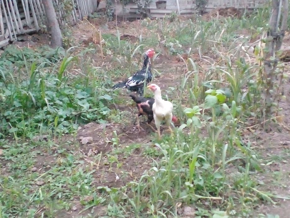 1та шамо хуроз 2та мокиен сотилади