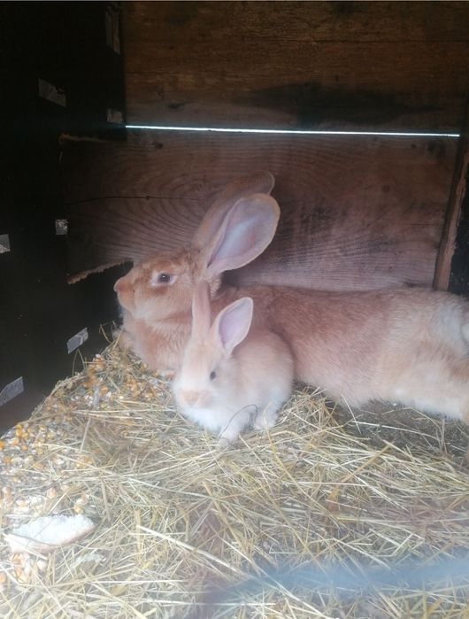 Vând iepuri fluture german și uriaș german galben