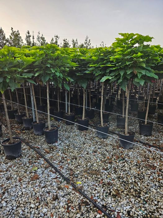 Copaci salcâm și catalpa de mai multe dimensiuni