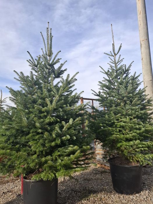 Vând brazi arginti și verzi la super preț