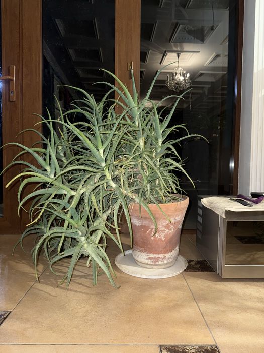 Продаётся огромный цветок алоэ