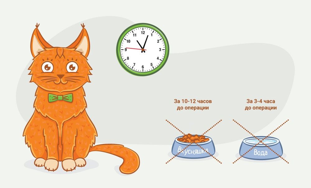 Ветеринар.Кастрация котов.Стерилизация кошек