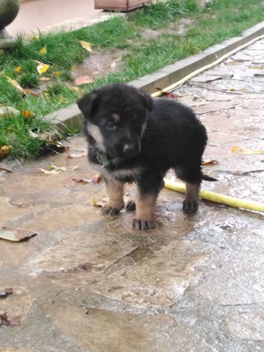 Немски овчарки на 2 месеца