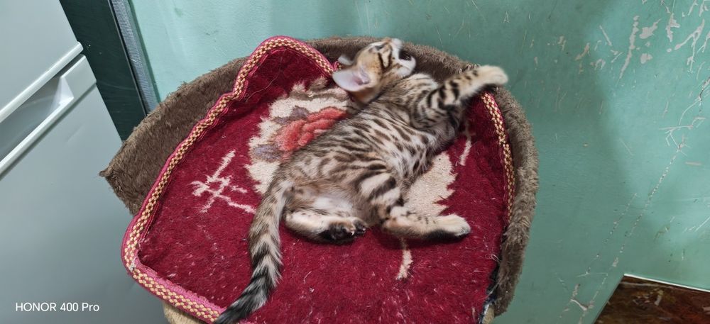 Бенгальские котята