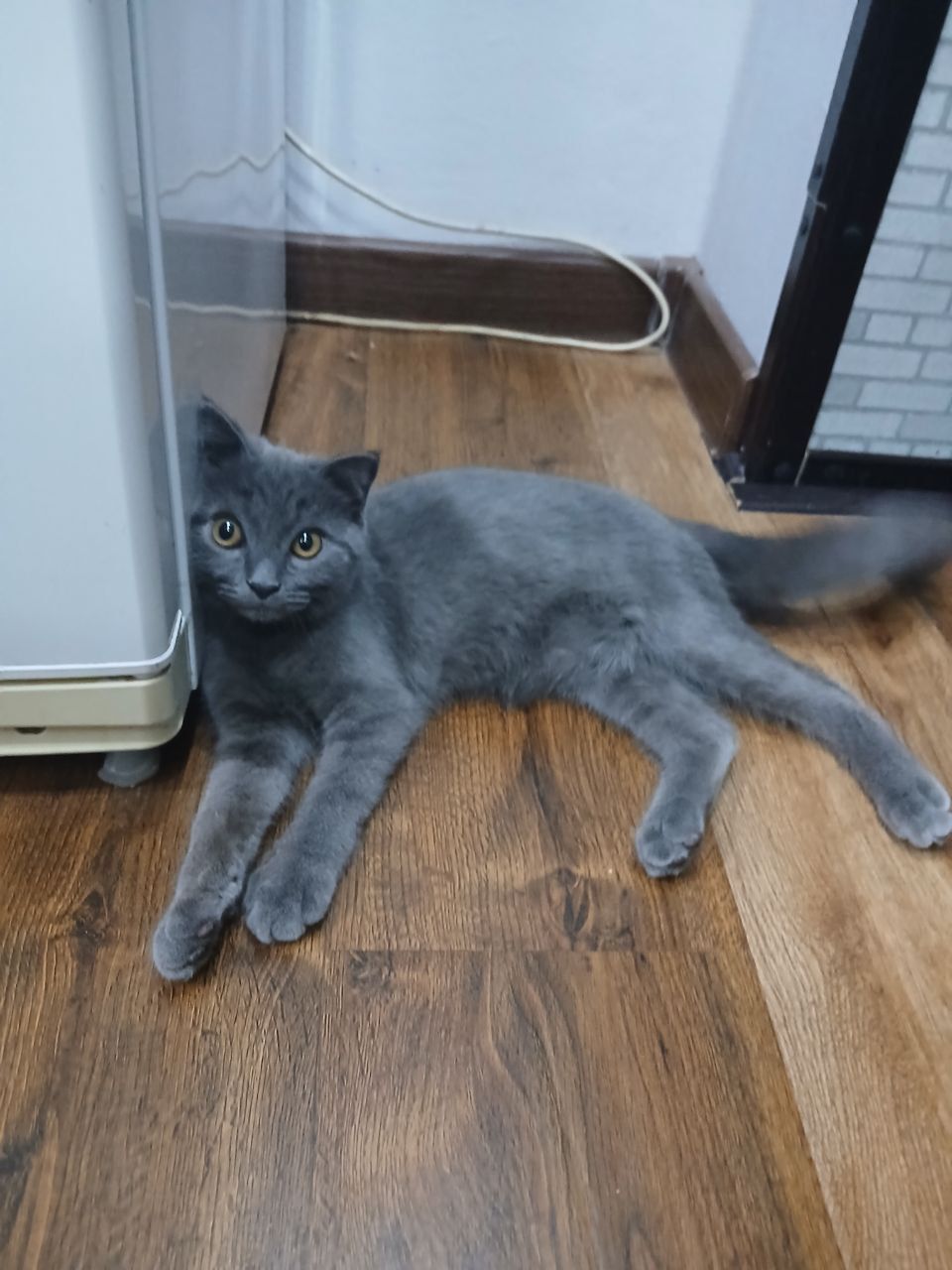 Кошка mushuk 6 oyli