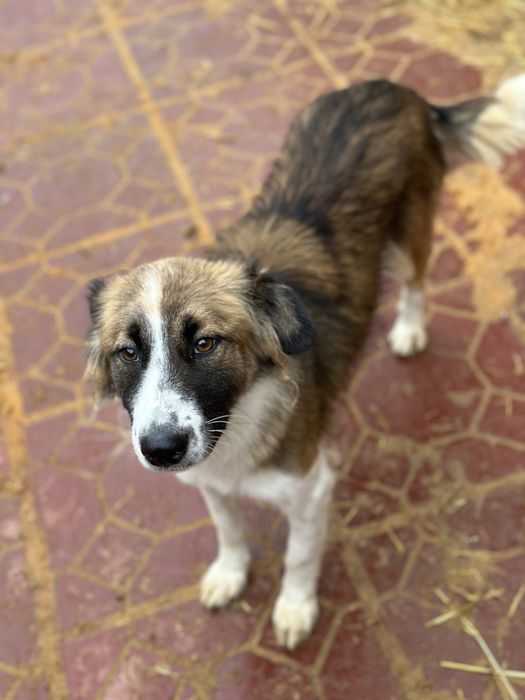 Ищем дом, девочка