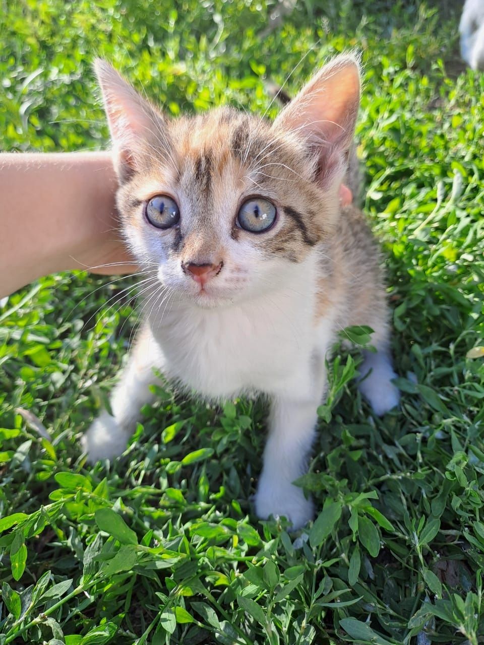 Продам котёнка скоттиш страйт девочка