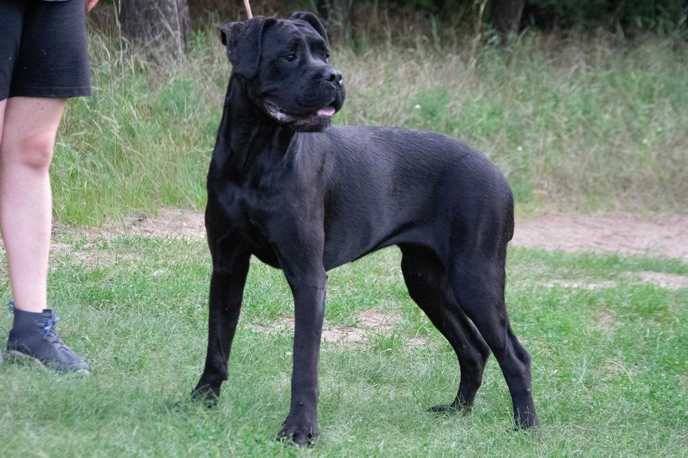 Cane corso 17 luni