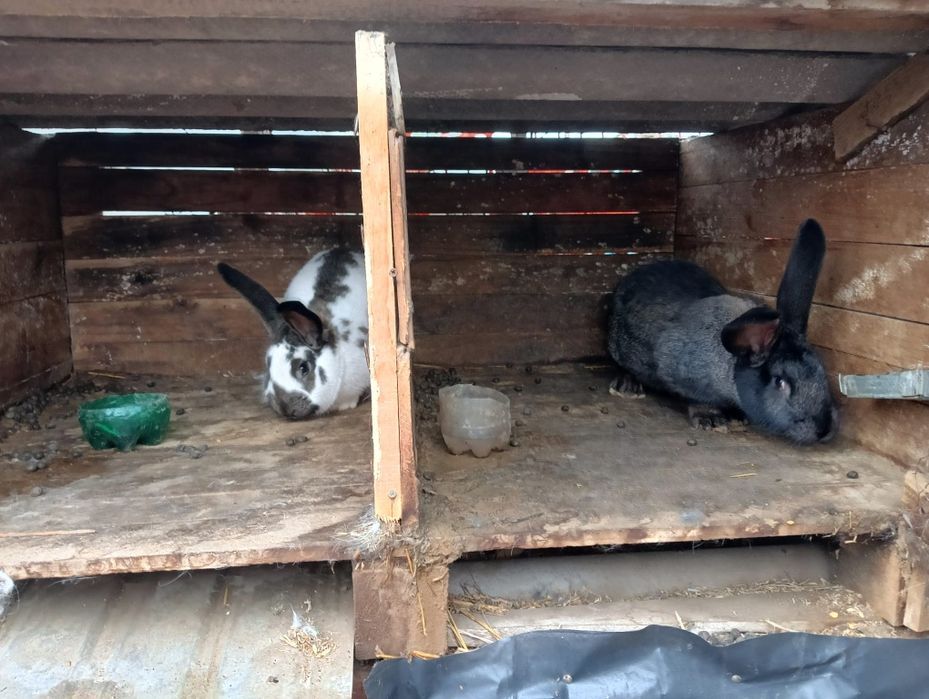 De vânzare 3 iepuroaice