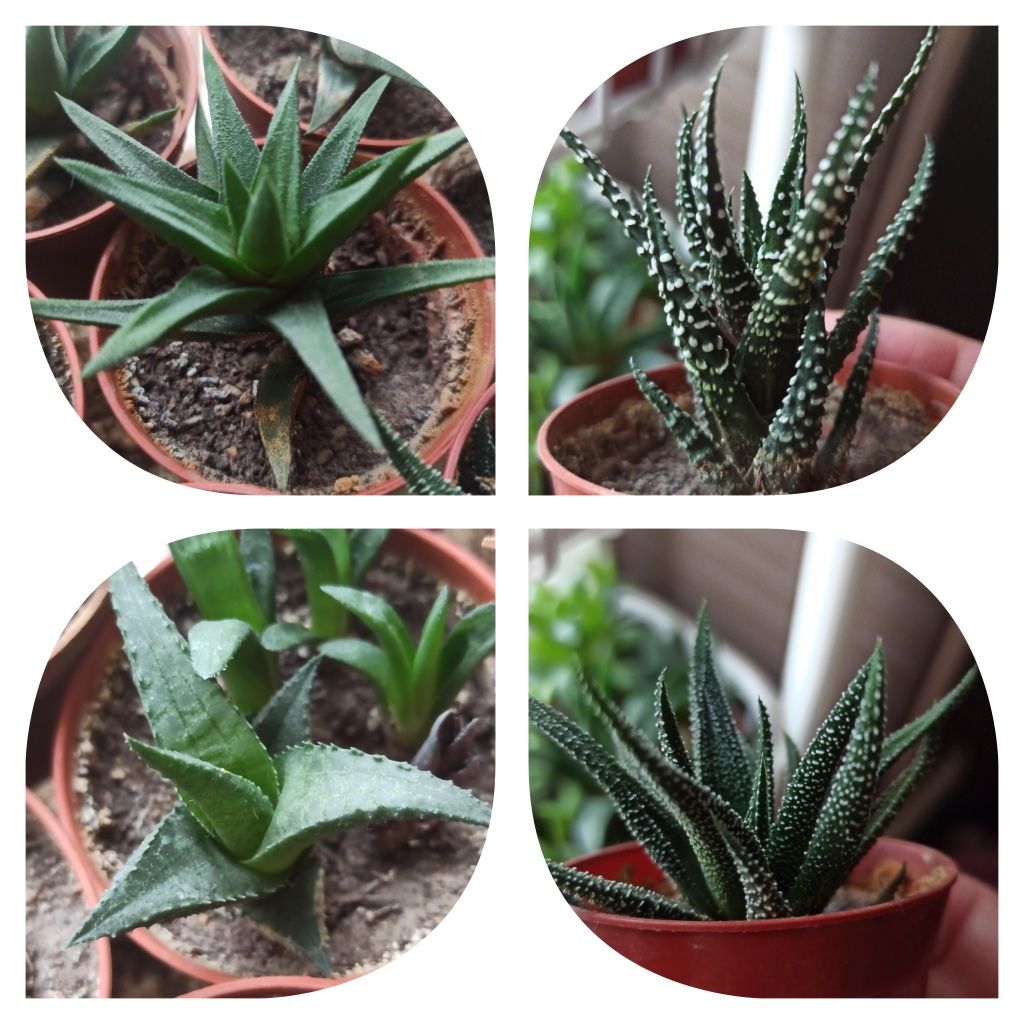 РаСпРоДаЖа!!! Хавортии/Haworthia, горшок 5 см/диаметре!!!