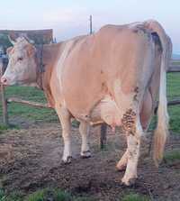 Vând vacă balțată românească gestantă în 8 luni
