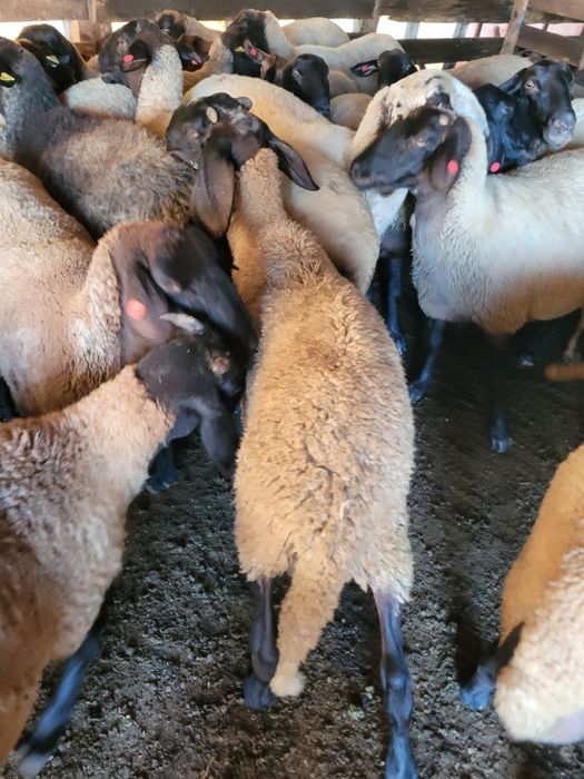 6 Oi carabase sârbești și românești!!!