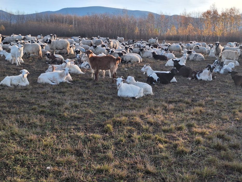 Capre de vanzare pe ales