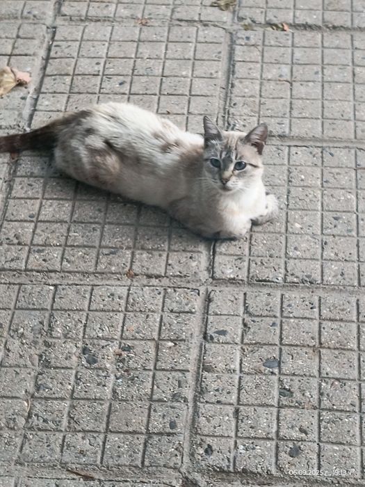 Подарявам малки и големи котета