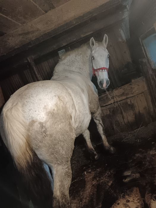 Vând un cal cu ștraif cu ham  .Vând două vaci ,a mândouă a treia, făta