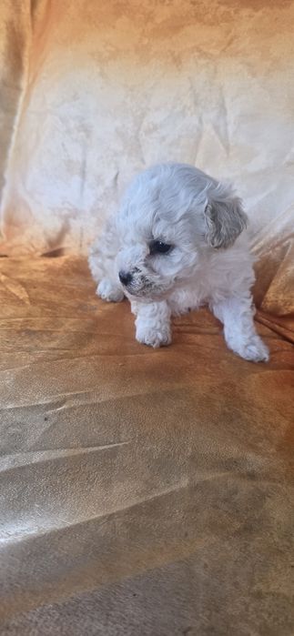 Bishon maltez 2 luni