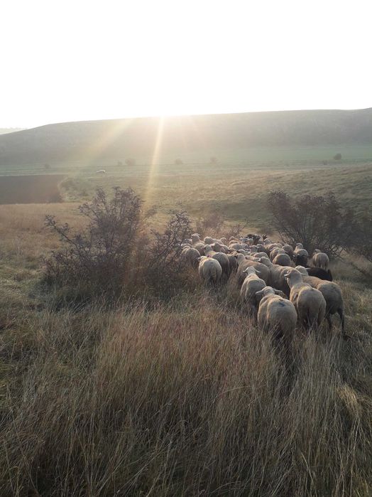 Oi merinos de vanzare