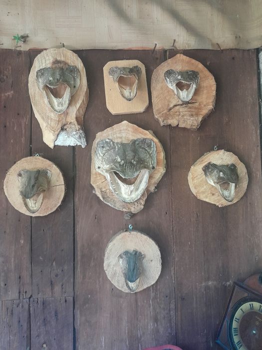 Colecție cap știuca