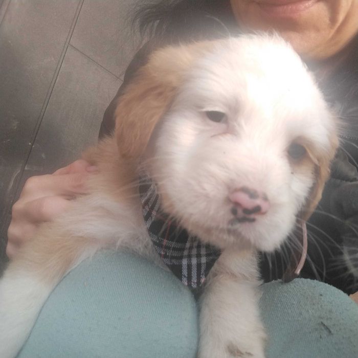 Подарявам най-сладките кученца