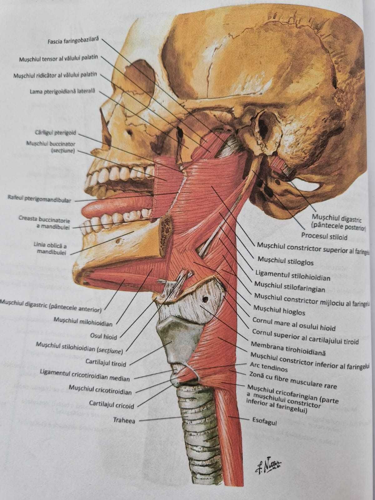 Pregatire biologie - BACALAUREAT