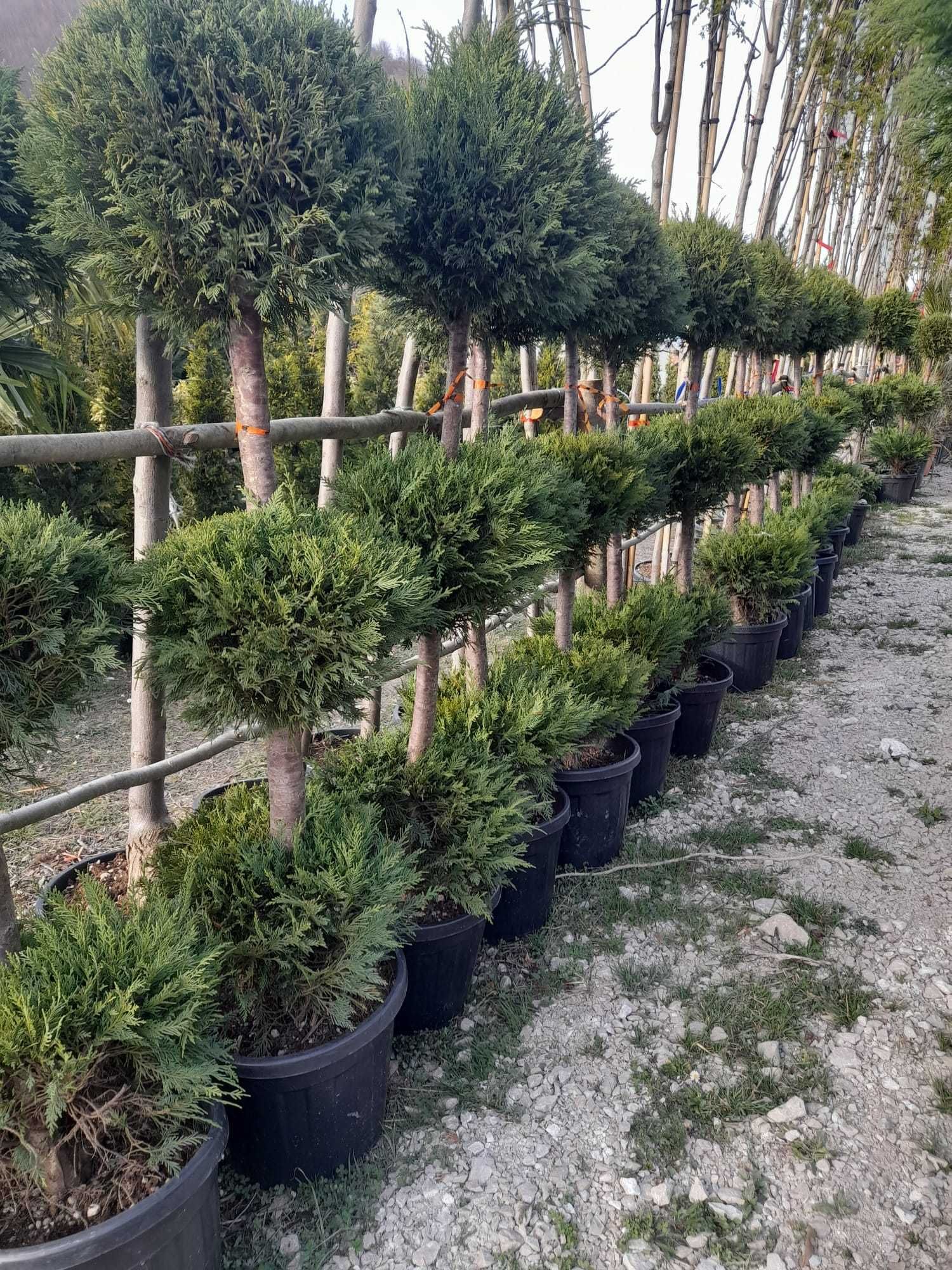 Crește-ți grădina cu plante ornamentale de calitate!