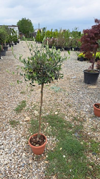 Mesteacan tei leilandi bambus catalpa laur