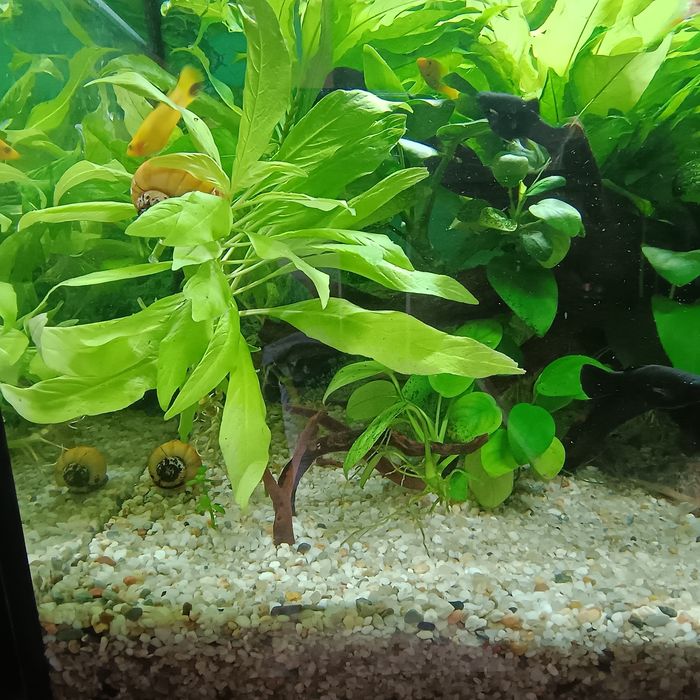 Plante acvariu mari