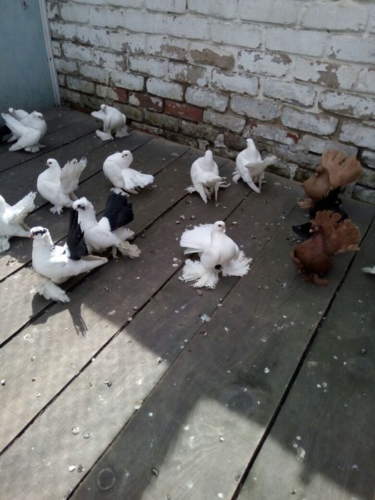 Продам голубей разных