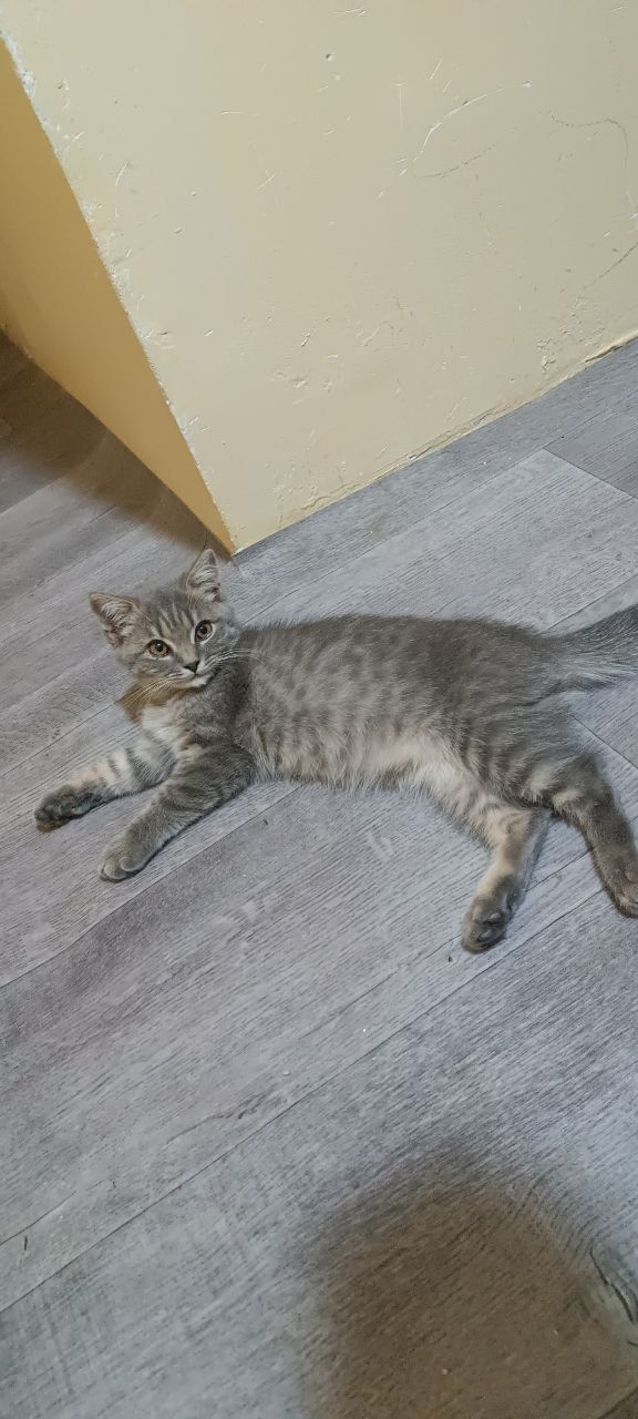 Mushuk sotiladi parodali tez va arzon oxirgi mushukchamiz